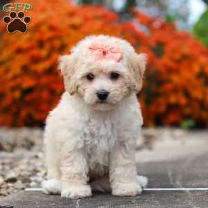 Poppy, Bich-Poo Puppy
